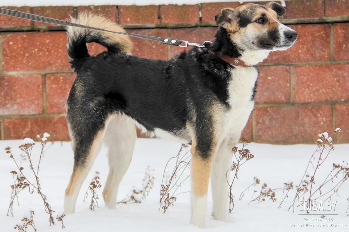 Pepa (Пепа), female young Mixed Breed for adoption at Egida Animal Shelter (Belarus), Minsk