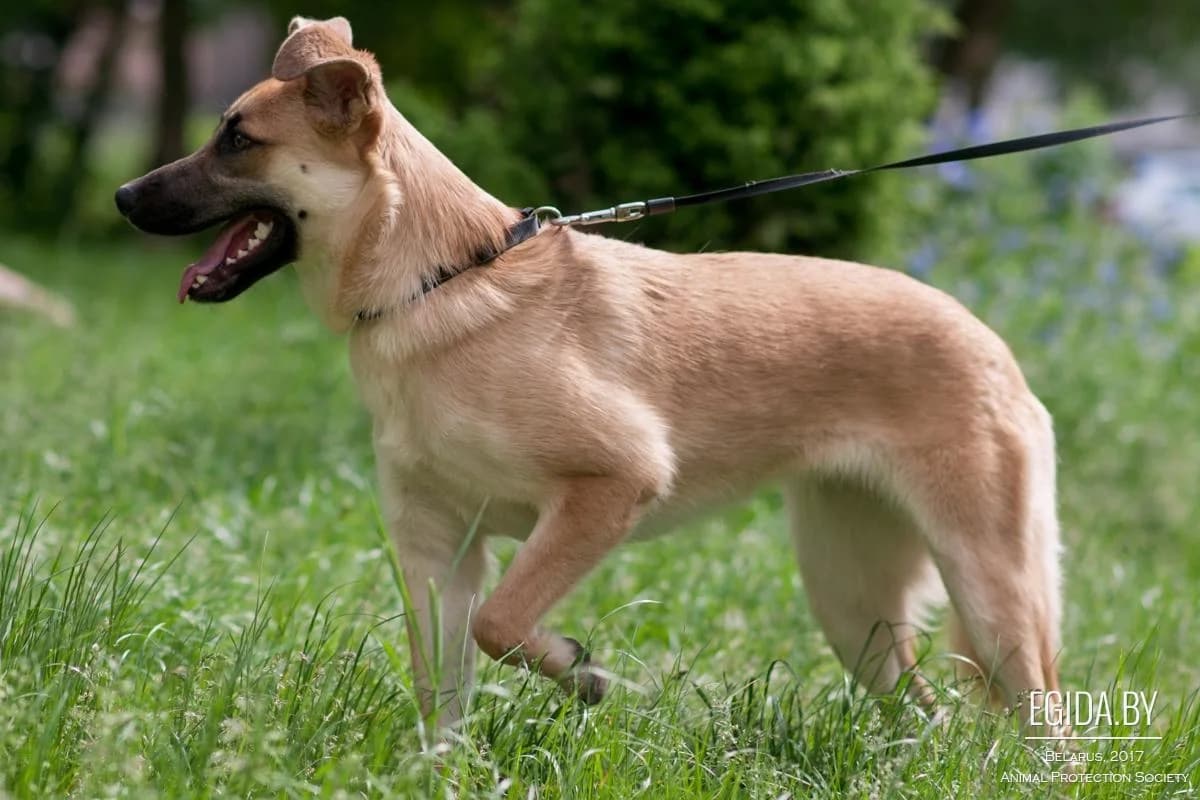 Milli (Милли), female young Mixed Breed for adoption at Egida Animal Shelter (Belarus), Minsk