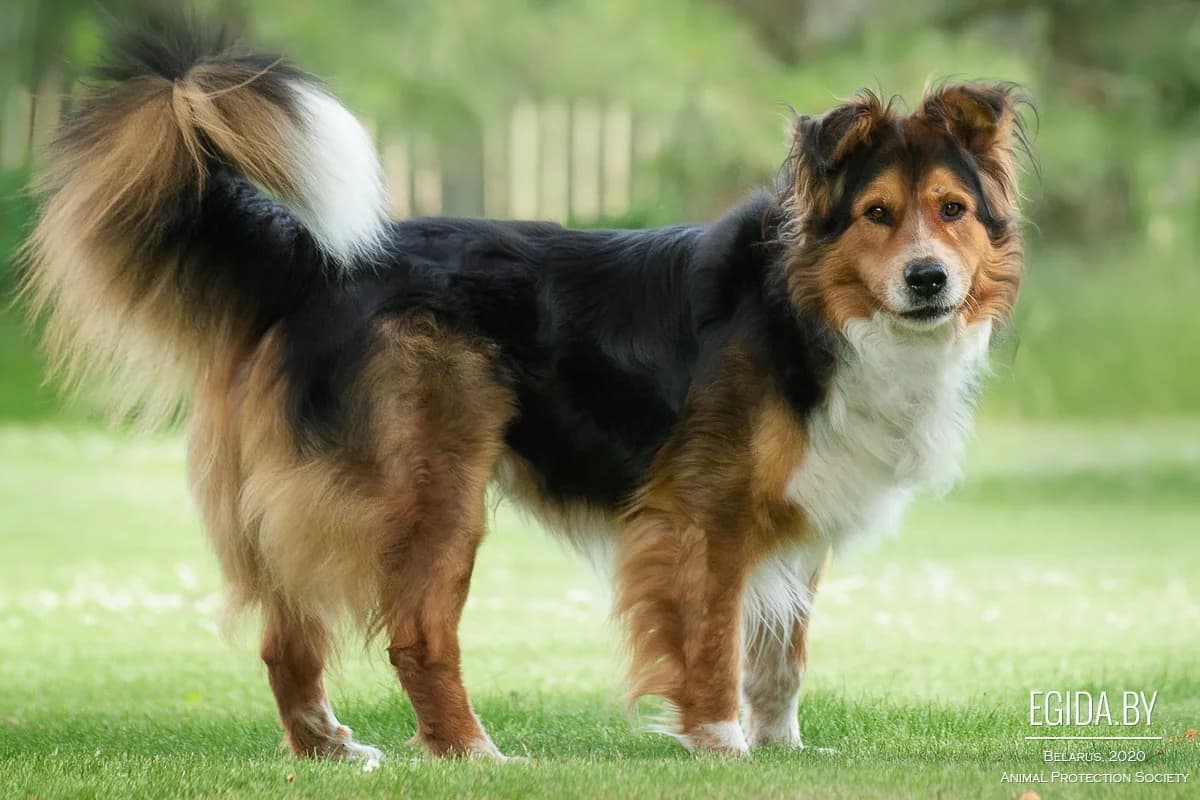 Graf (Граф), male 3yo Mixed Breed for adoption at Egida Animal Shelter (Belarus), Minsk