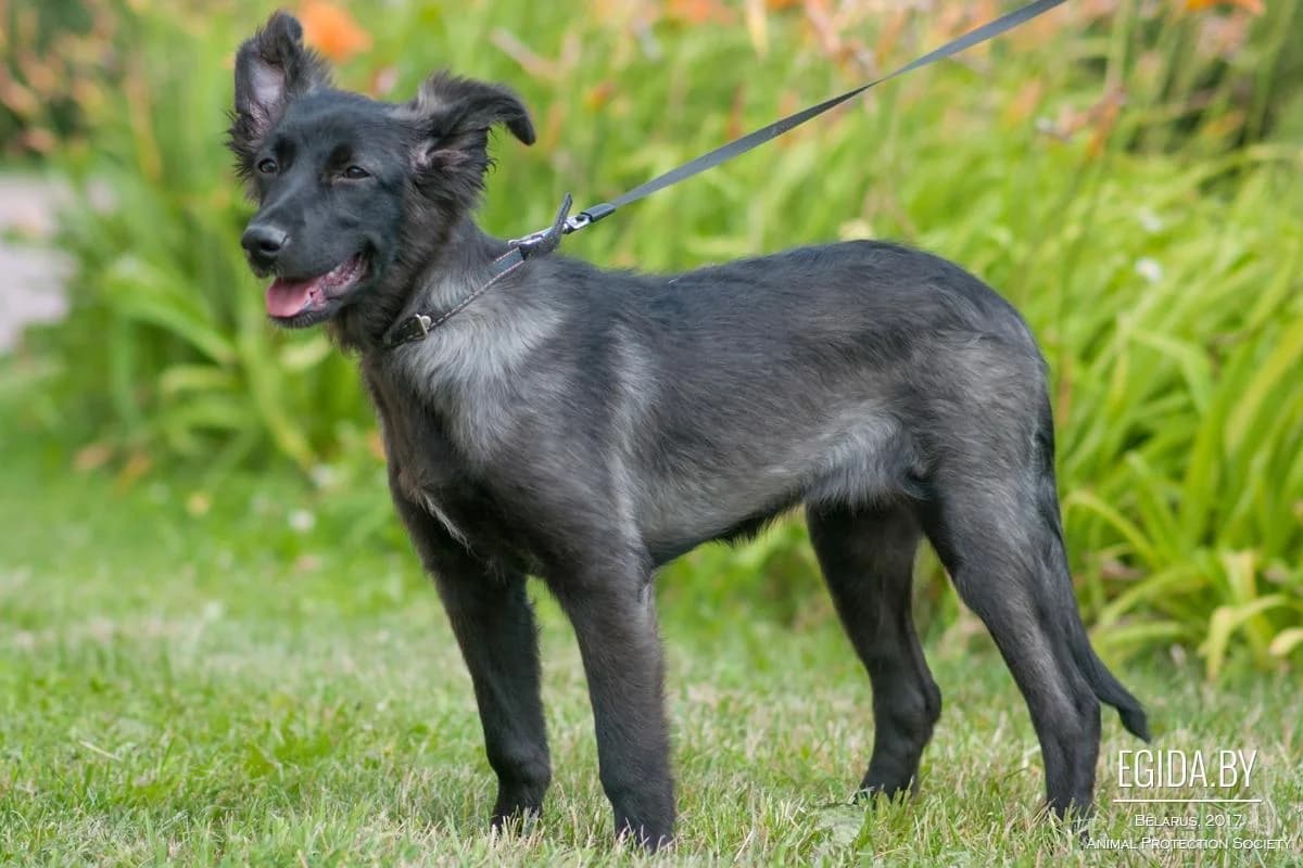 Magda (Магда), female young Mixed Breed for adoption at Egida Animal Shelter (Belarus), Minsk