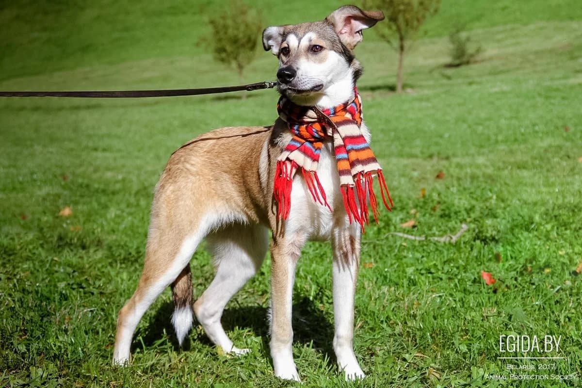 Milasha (Милаша), female young Mixed Breed for adoption at Egida Animal Shelter (Belarus), Minsk