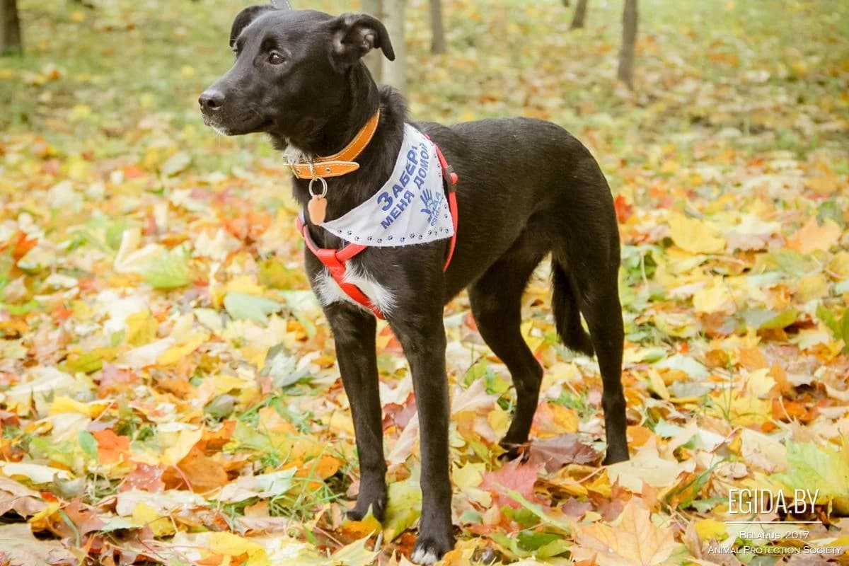 Irma (Ирма), female young Mixed Breed for adoption at Egida Animal Shelter (Belarus), Minsk