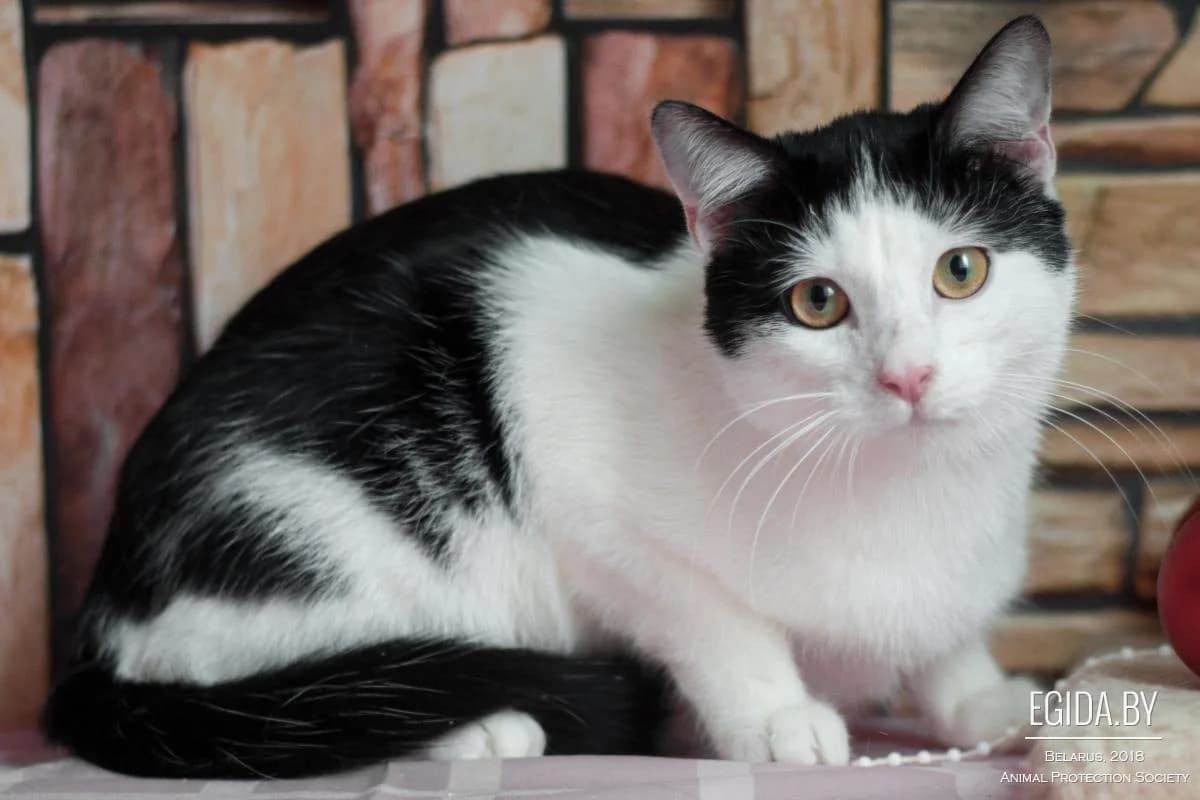 Martin (Мартин), male young Mixed Breed for adoption at Egida Animal Shelter (Belarus), Minsk