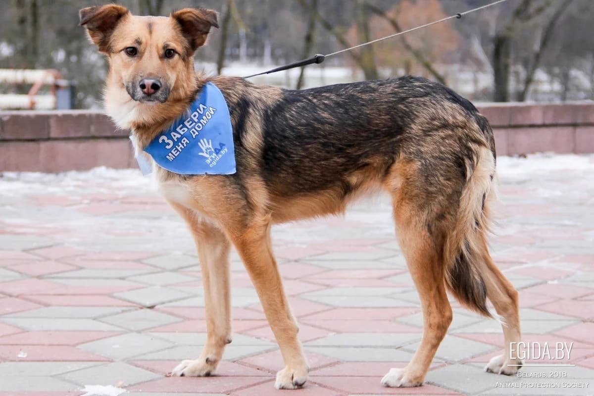 Meggi (Мегги), female young Mixed Breed for adoption at Egida Animal Shelter (Belarus), Minsk