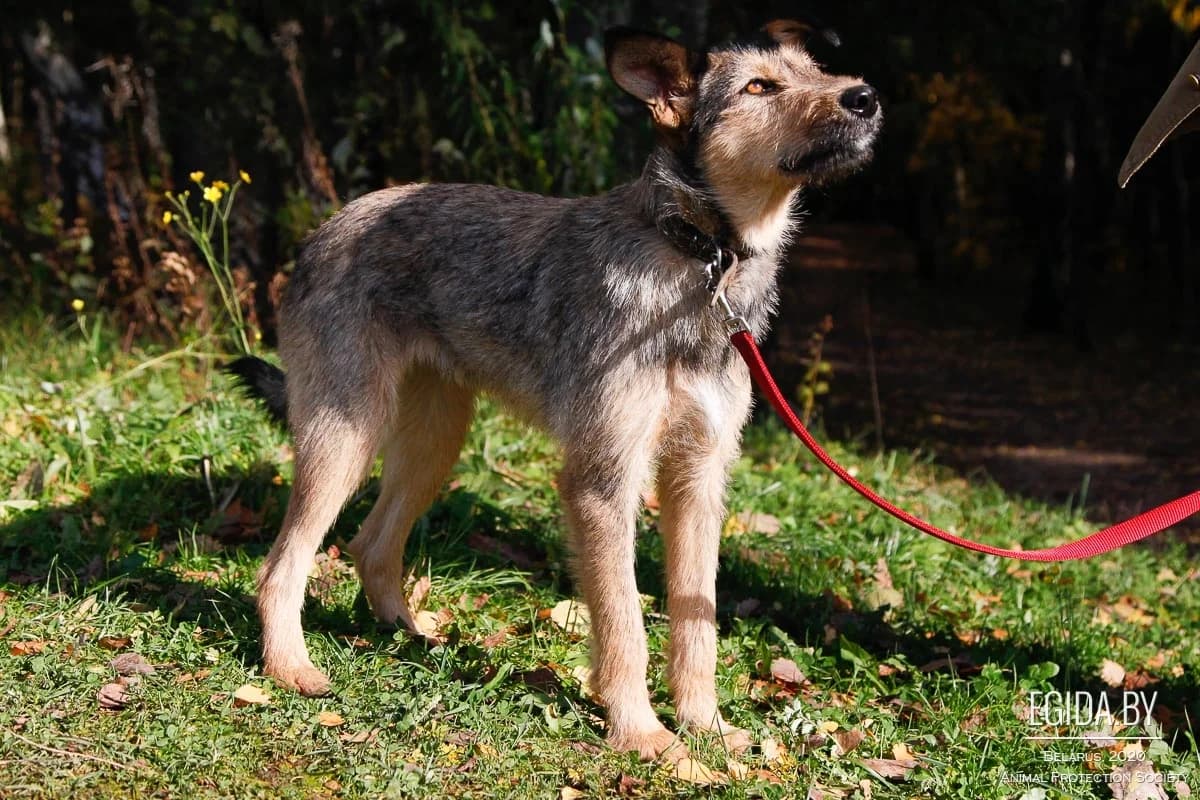 Bonya (Боня), female young Mixed Breed for adoption at Egida Animal Shelter (Belarus), Minsk