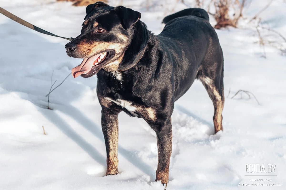 Boss (Босс), male young Mixed Breed for adoption at Egida Animal Shelter (Belarus), Minsk