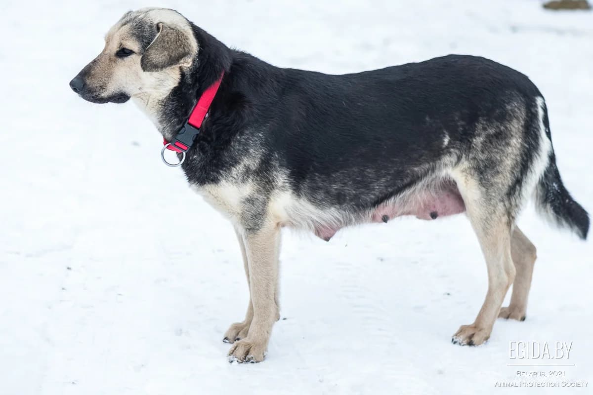 Zhanetta (Жанетта), female 3yo Mixed Breed for adoption at Egida Animal Shelter (Belarus), Minsk