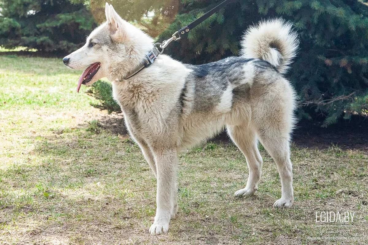 Ural (Урал), male 4yo Mixed Breed for adoption at Egida Animal Shelter (Belarus), Minsk