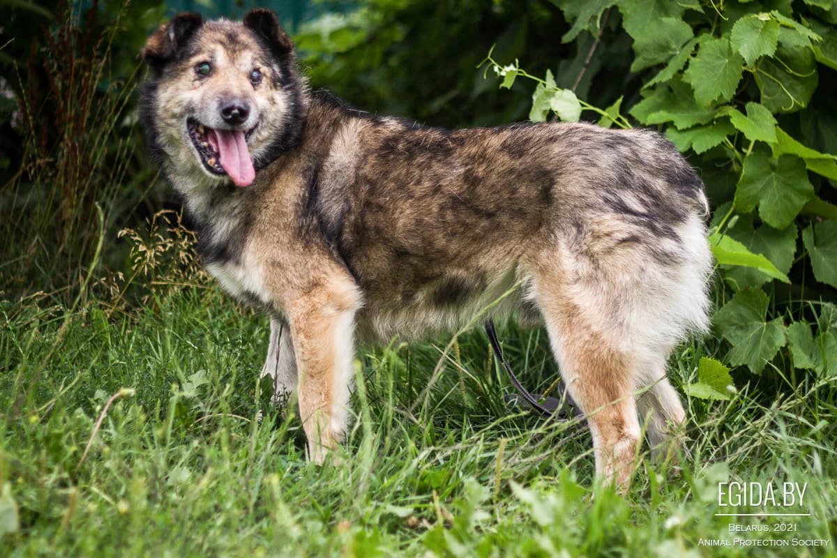 Akella (Акелла), male senior Mixed Breed for adoption at Egida Animal Shelter (Belarus), Minsk