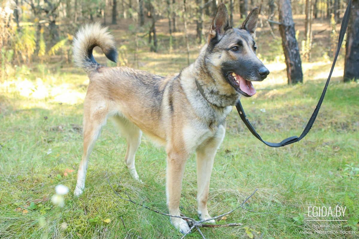 Greta (Грета), female 3yo Mixed Breed for adoption at Egida Animal Shelter (Belarus), Minsk