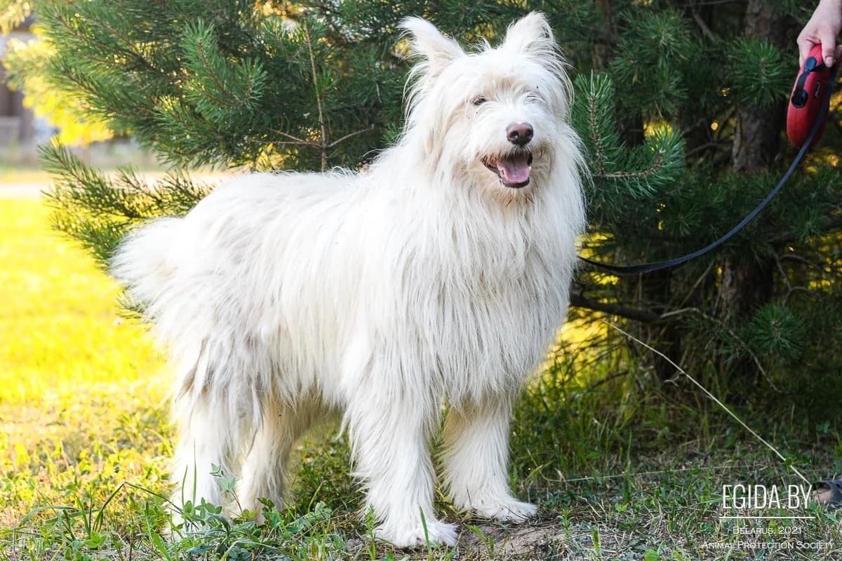 Balu (Балу), male young Mixed Breed for adoption at Egida Animal Shelter (Belarus), Minsk