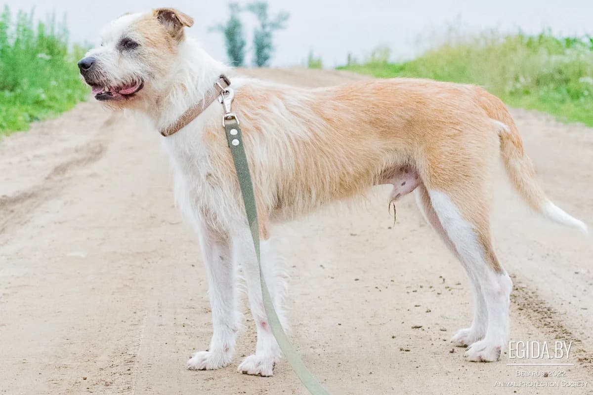 Chak (Чак), male young Mixed Breed for adoption at Egida Animal Shelter (Belarus), Minsk