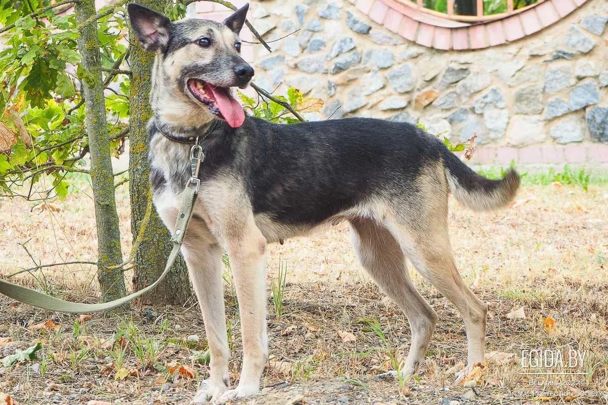 Bulya (Буля), female 3yo Mixed Breed for adoption at Egida Animal Shelter (Belarus), Minsk