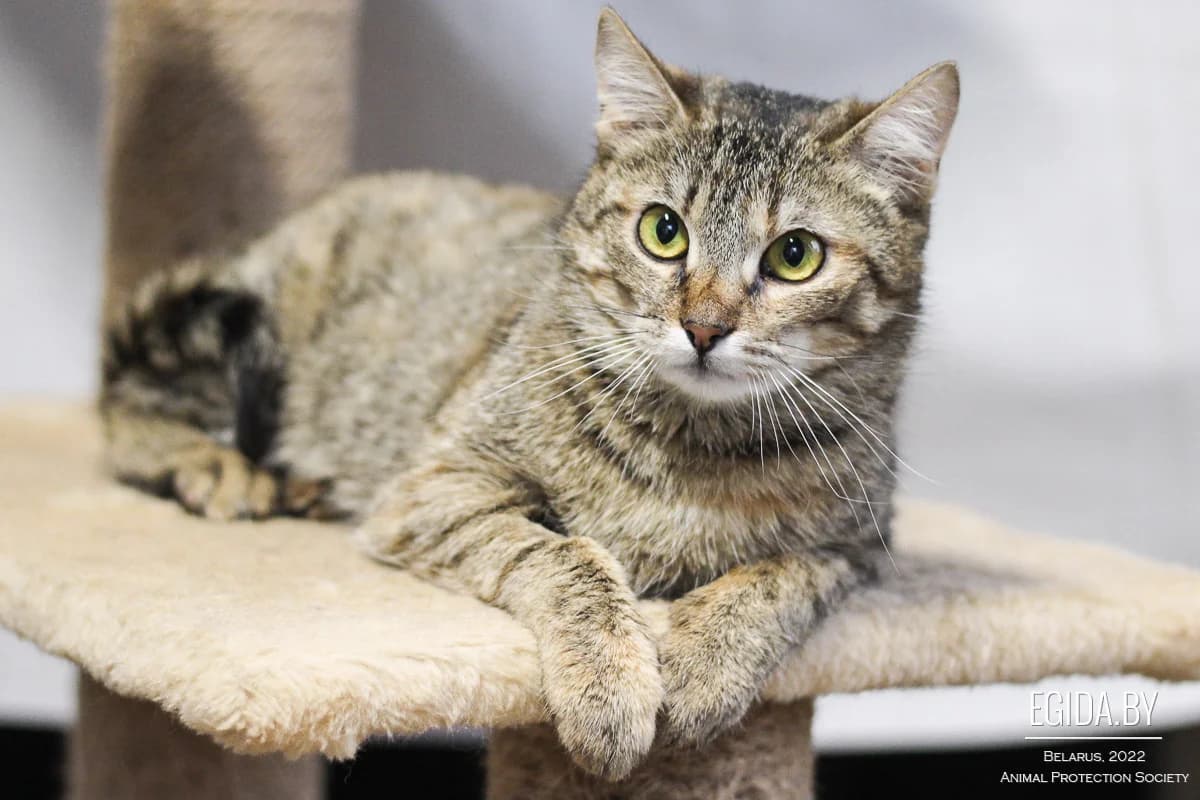 Kitti (Китти), female young Mixed Breed for adoption at Egida Animal Shelter (Belarus), Minsk