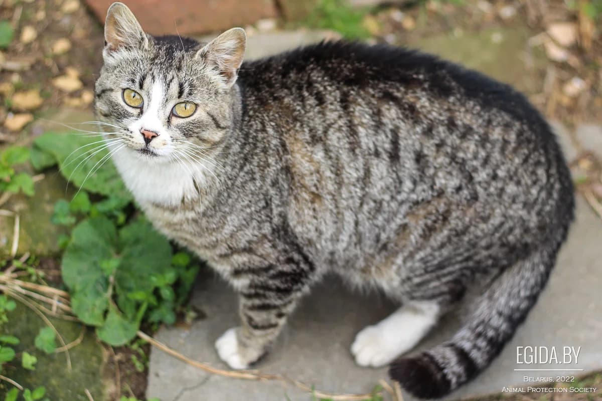 Alya (Аля), female 3yo Mixed Breed for adoption at Egida Animal Shelter (Belarus), Minsk