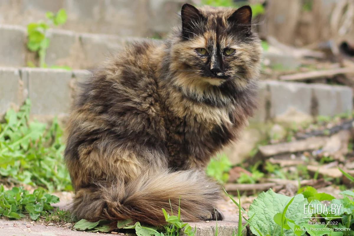 Katya (Катя), female young Mixed Breed for adoption at Egida Animal Shelter (Belarus), Minsk