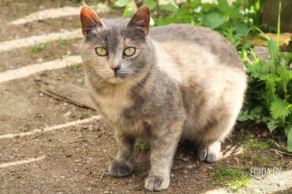 Sima (Сима), female young Mixed Breed for adoption at Egida Animal Shelter (Belarus), Minsk