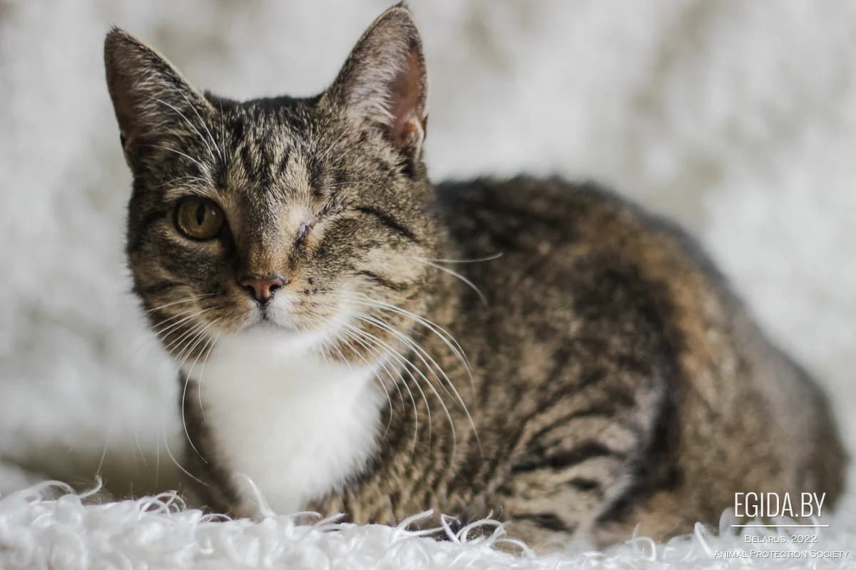 Ksiva (Ксива), female senior Mixed Breed for adoption at Egida Animal Shelter (Belarus), Minsk