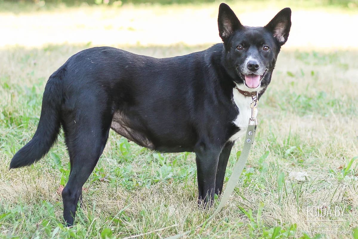 Zhulya (Жуля), female senior Mixed Breed for adoption at Egida Animal Shelter (Belarus), Minsk