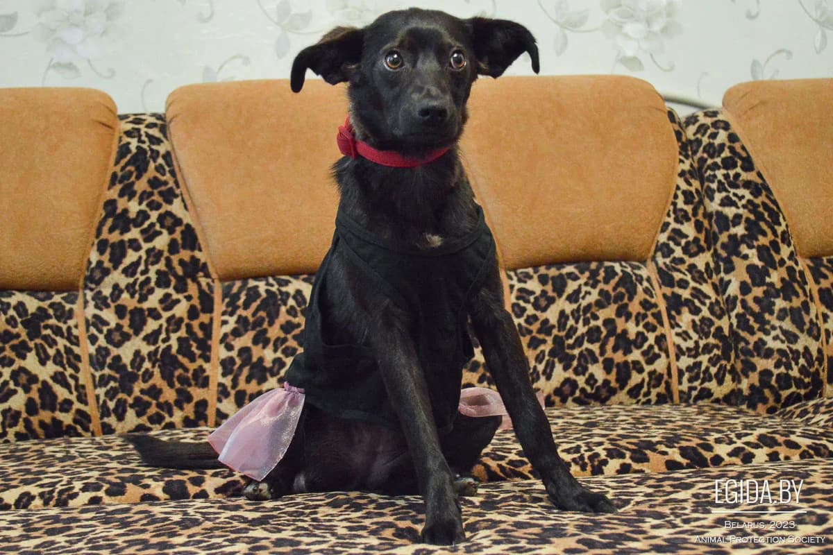 Betti (Бэтти), female young Mixed Breed for adoption at Egida Animal Shelter (Belarus), Minsk
