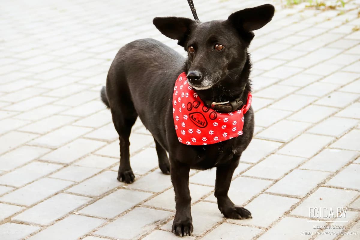 Dzhuletta (Джульетта), female 7yo Mixed Breed for adoption at Egida Animal Shelter (Belarus), Minsk