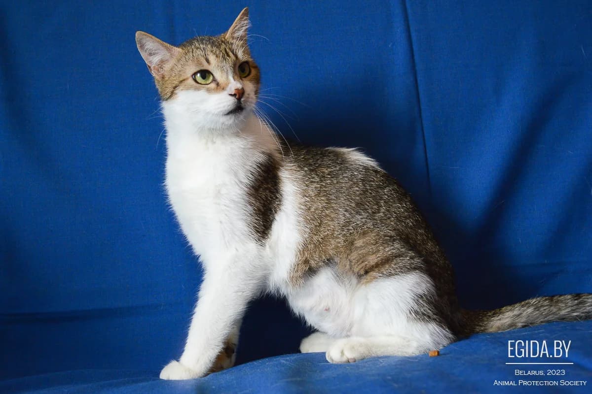 Dina (Дина), female young Mixed Breed for adoption at Egida Animal Shelter (Belarus), Minsk