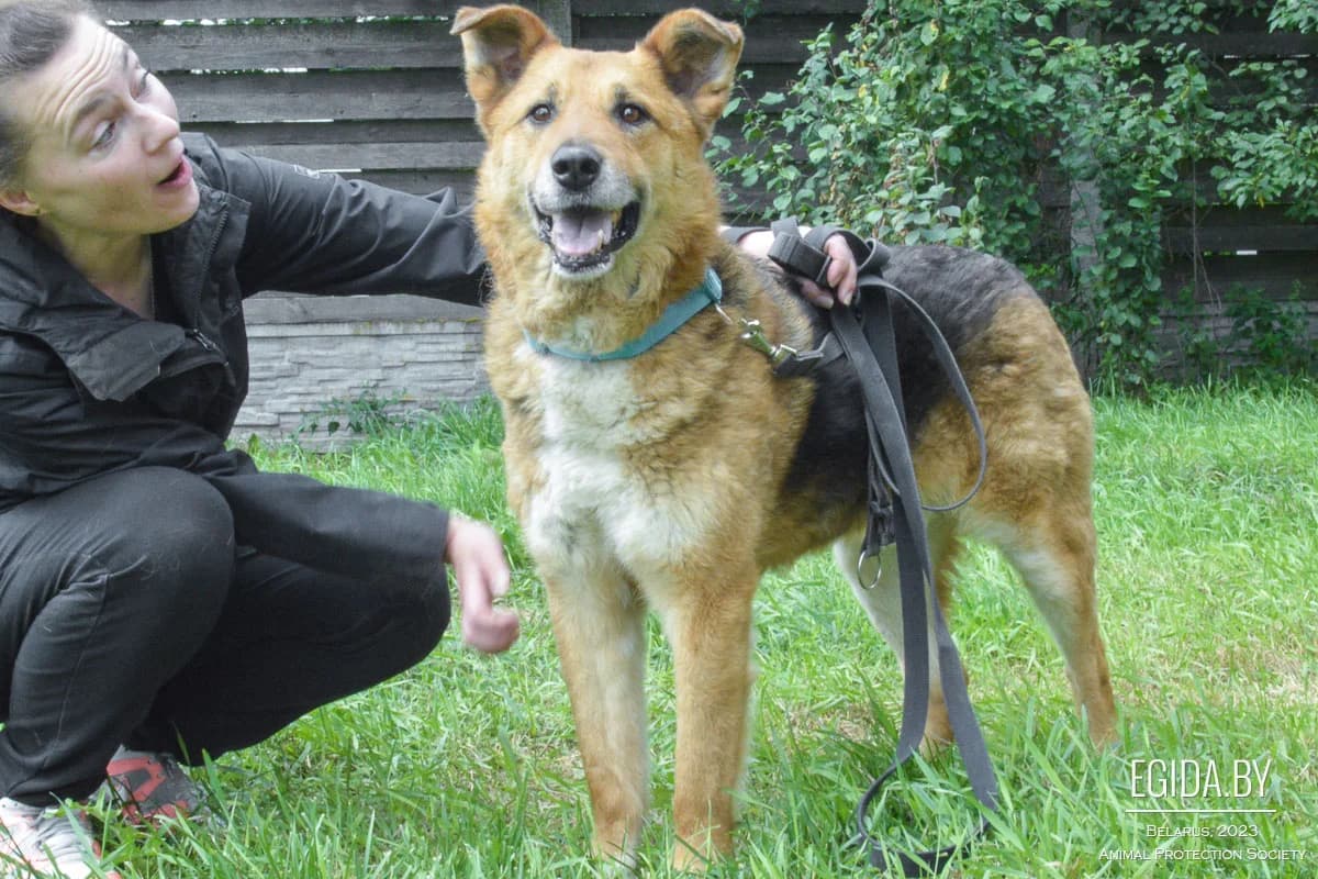 Ryzhiy (Рыжий), male 4yo Mixed Breed for adoption at Egida Animal Shelter (Belarus), Minsk