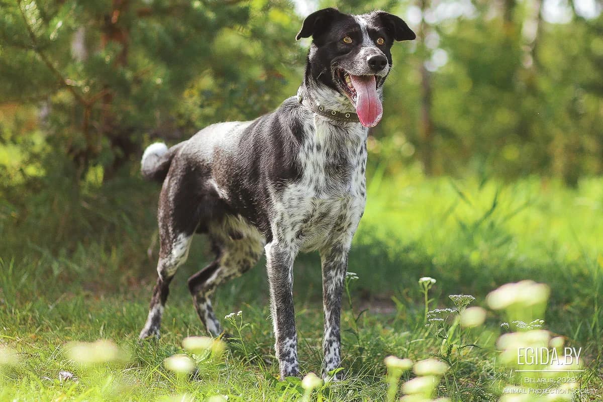 Marsel (Марсель), male 4yo Mixed Breed for adoption at Egida Animal Shelter (Belarus), Minsk
