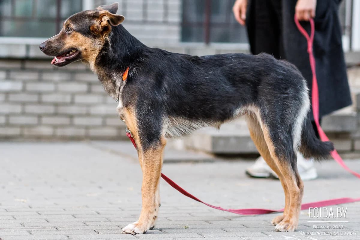 Khloya (Хлоя), female young Mixed Breed for adoption at Egida Animal Shelter (Belarus), Minsk