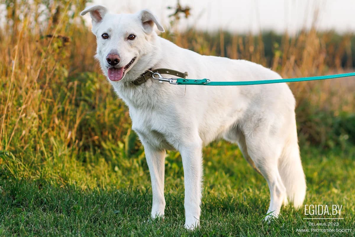 Archi (Арчи), male young Mixed Breed for adoption at Egida Animal Shelter (Belarus), Minsk