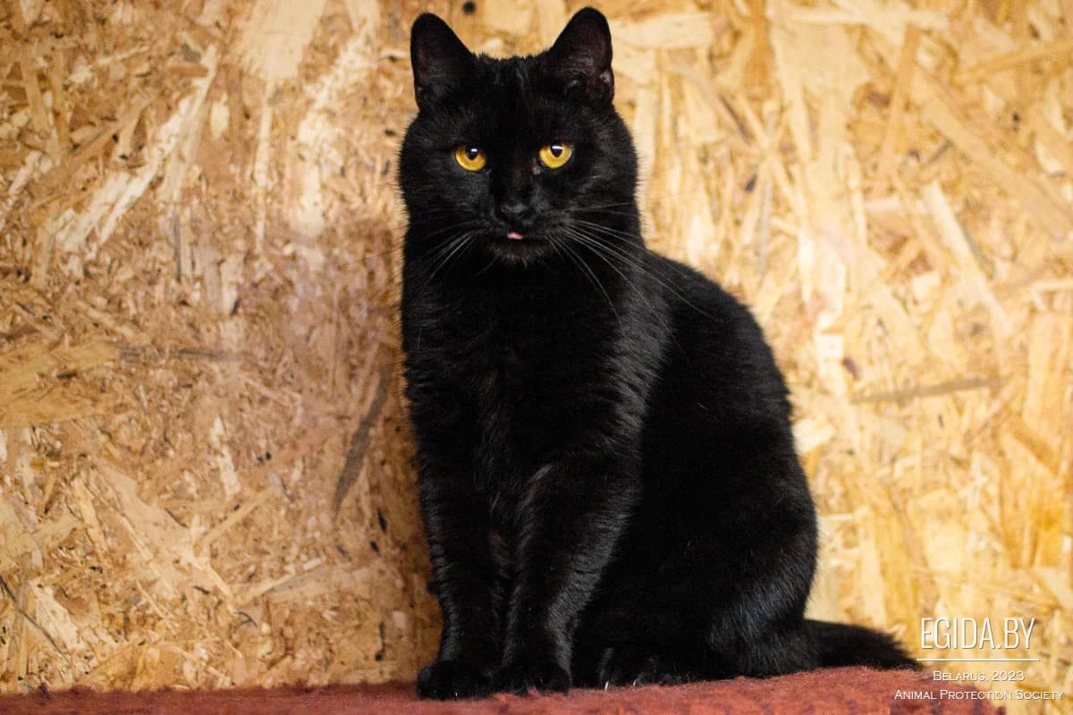 Tayra (Тайра), female 3yo Mixed Breed for adoption at Egida Animal Shelter (Belarus), Minsk