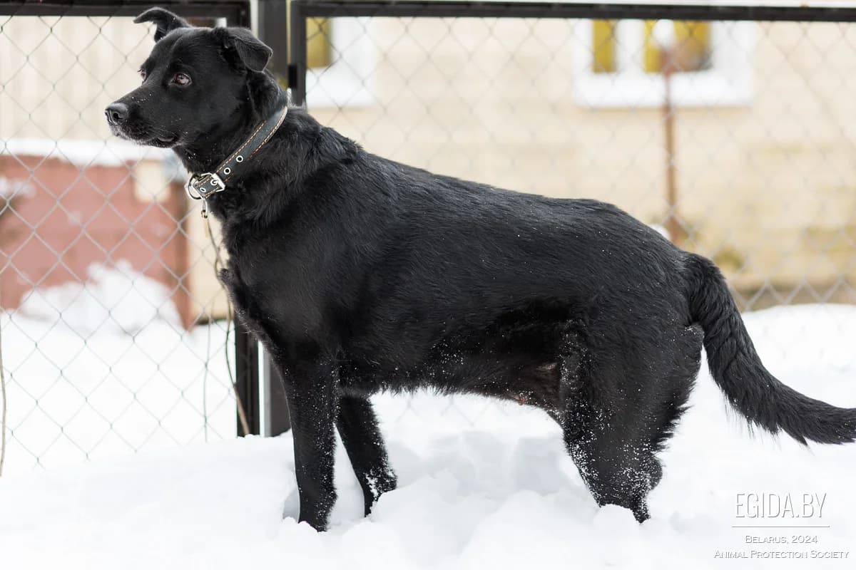 Glasha (Глаша), female 3yo Mixed Breed for adoption at Egida Animal Shelter (Belarus), Minsk