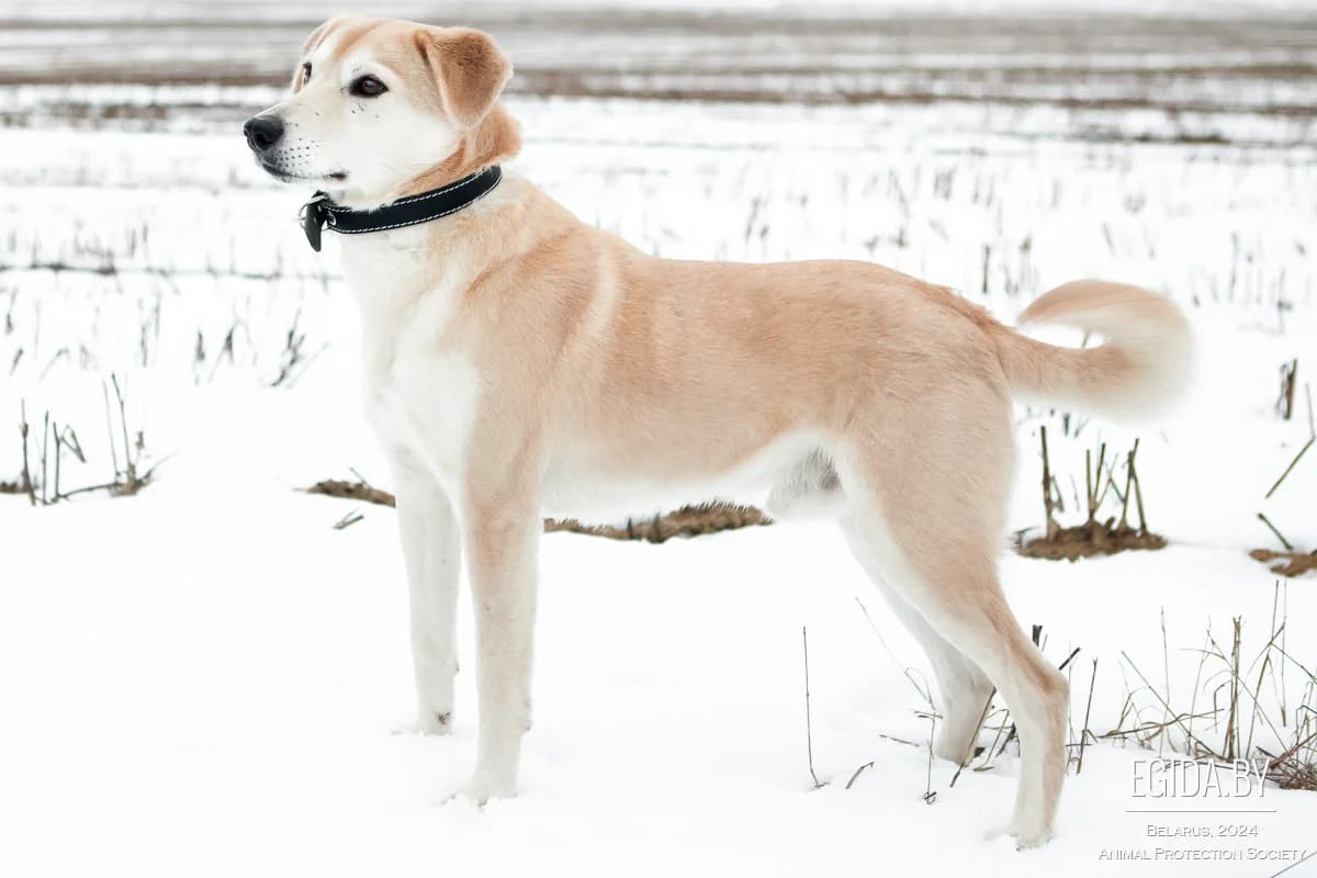 Umka (Умка), male young Mixed Breed for adoption at Egida Animal Shelter (Belarus), Minsk