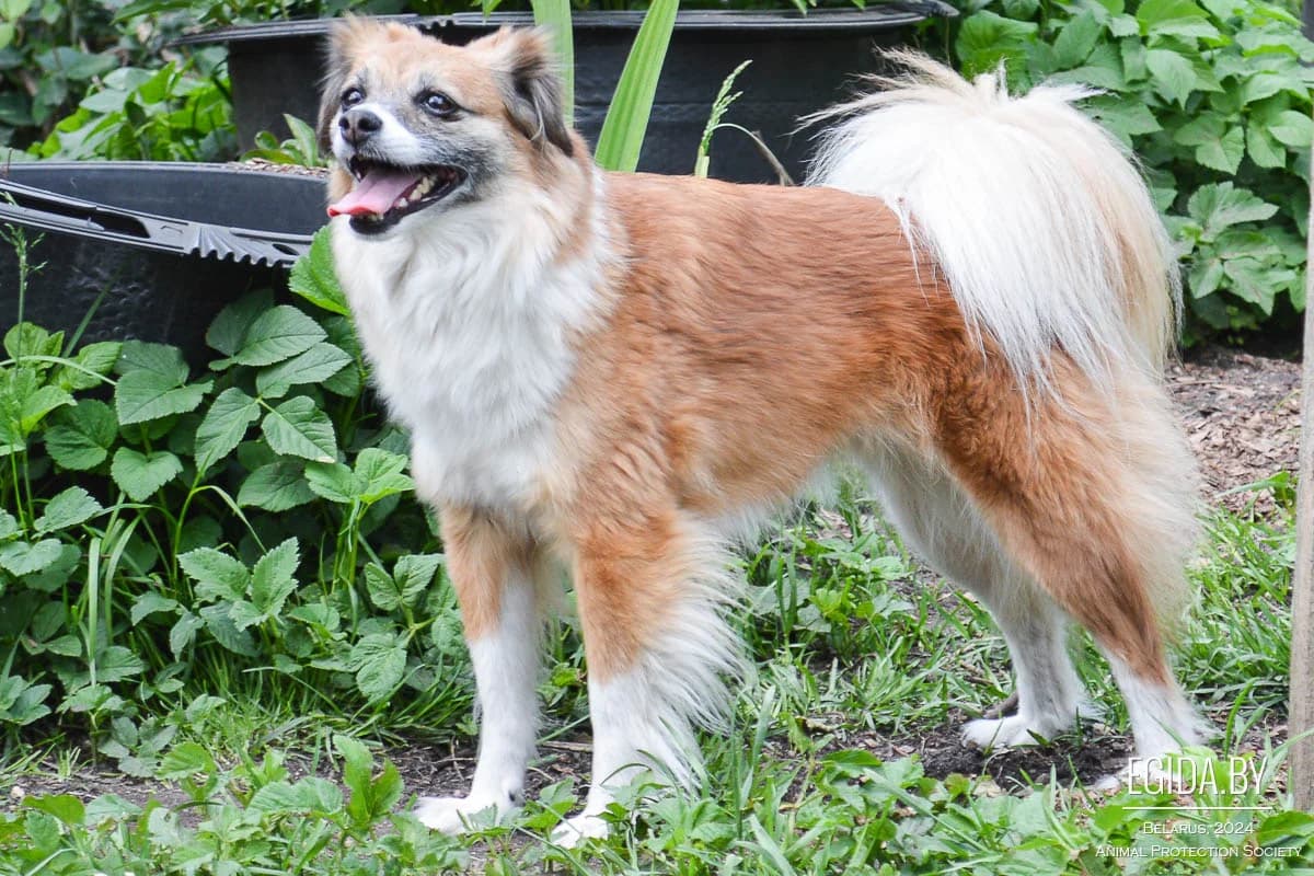 Layma (Лайма), female 4yo Mixed Breed for adoption at Egida Animal Shelter (Belarus), Minsk