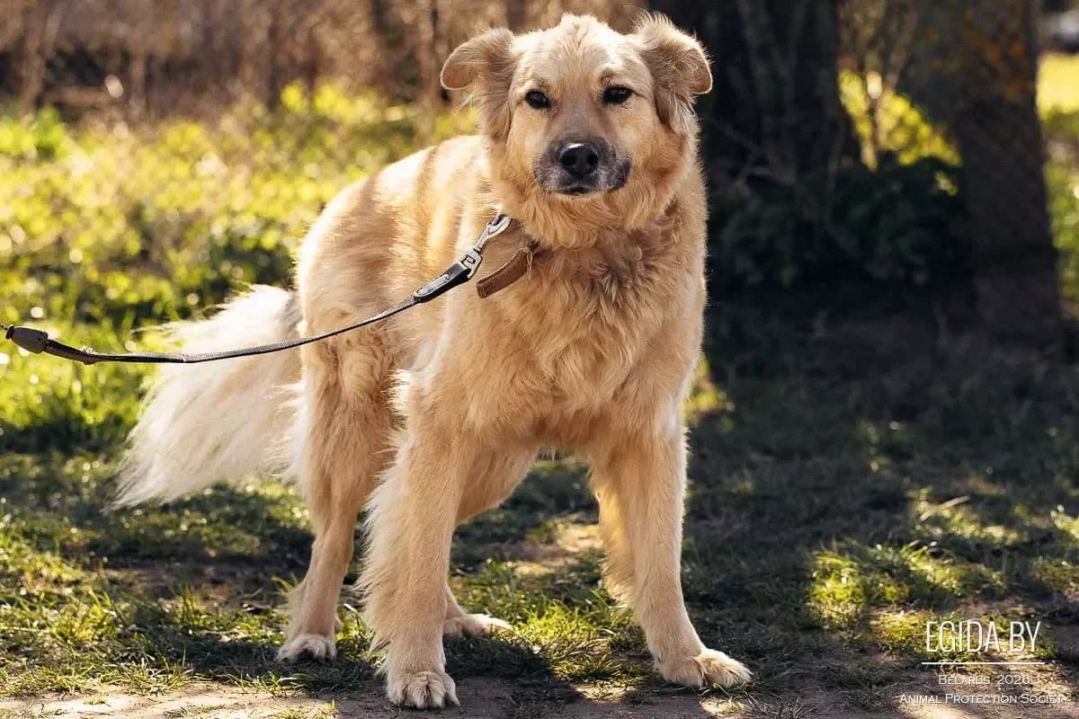 Archi (Арчи), male 7yo Mixed Breed for adoption at Egida Animal Shelter (Belarus), Minsk