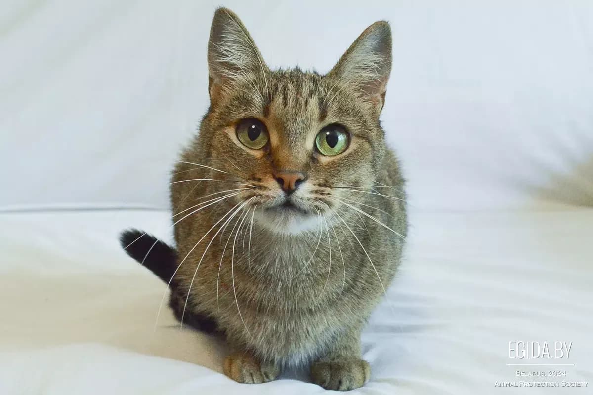 Musya (Муся), female 4yo Mixed Breed for adoption at Egida Animal Shelter (Belarus), Minsk