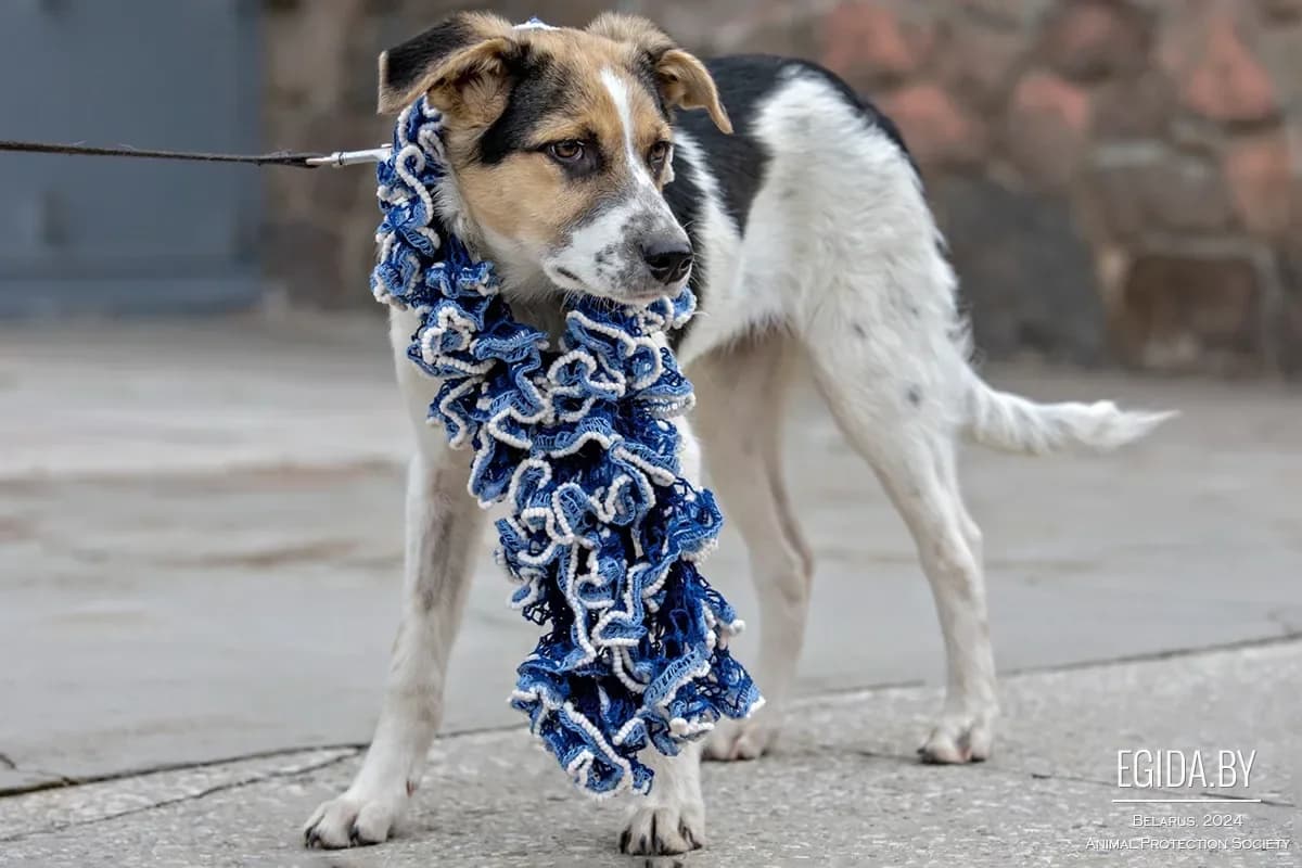Meri (Мэри), female senior Mixed Breed for adoption at Egida Animal Shelter (Belarus), Minsk