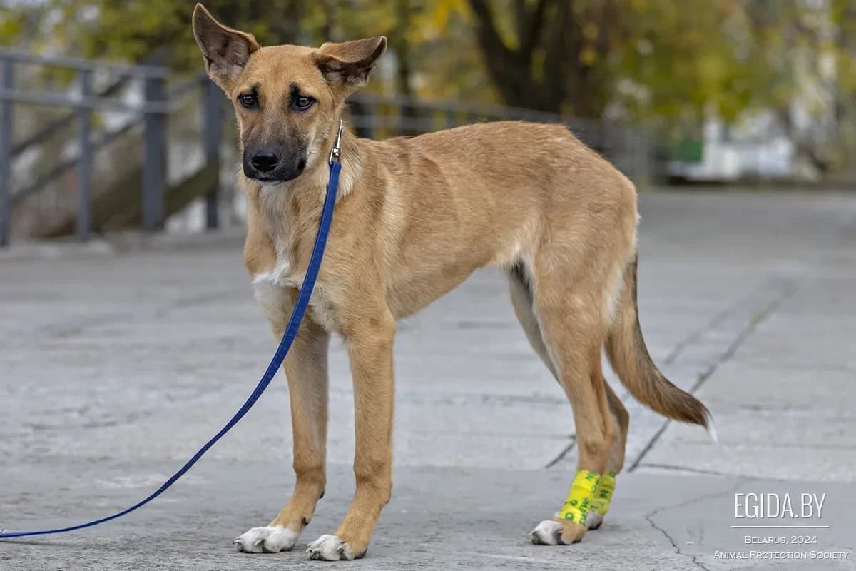 Foksi (Фокси), female senior Mixed Breed for adoption at Egida Animal Shelter (Belarus), Minsk