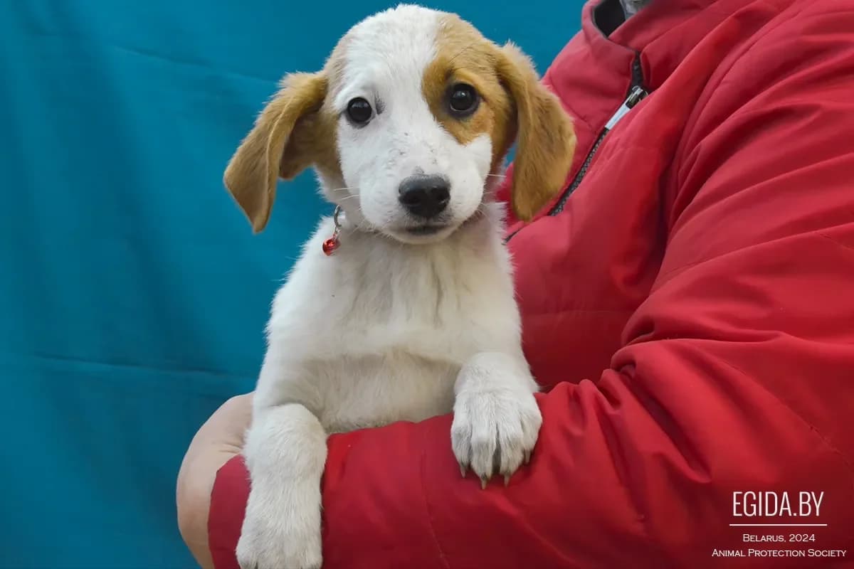 Shtenki (Щенки), male 3yo Mixed Breed for adoption at Egida Animal Shelter (Belarus), Minsk