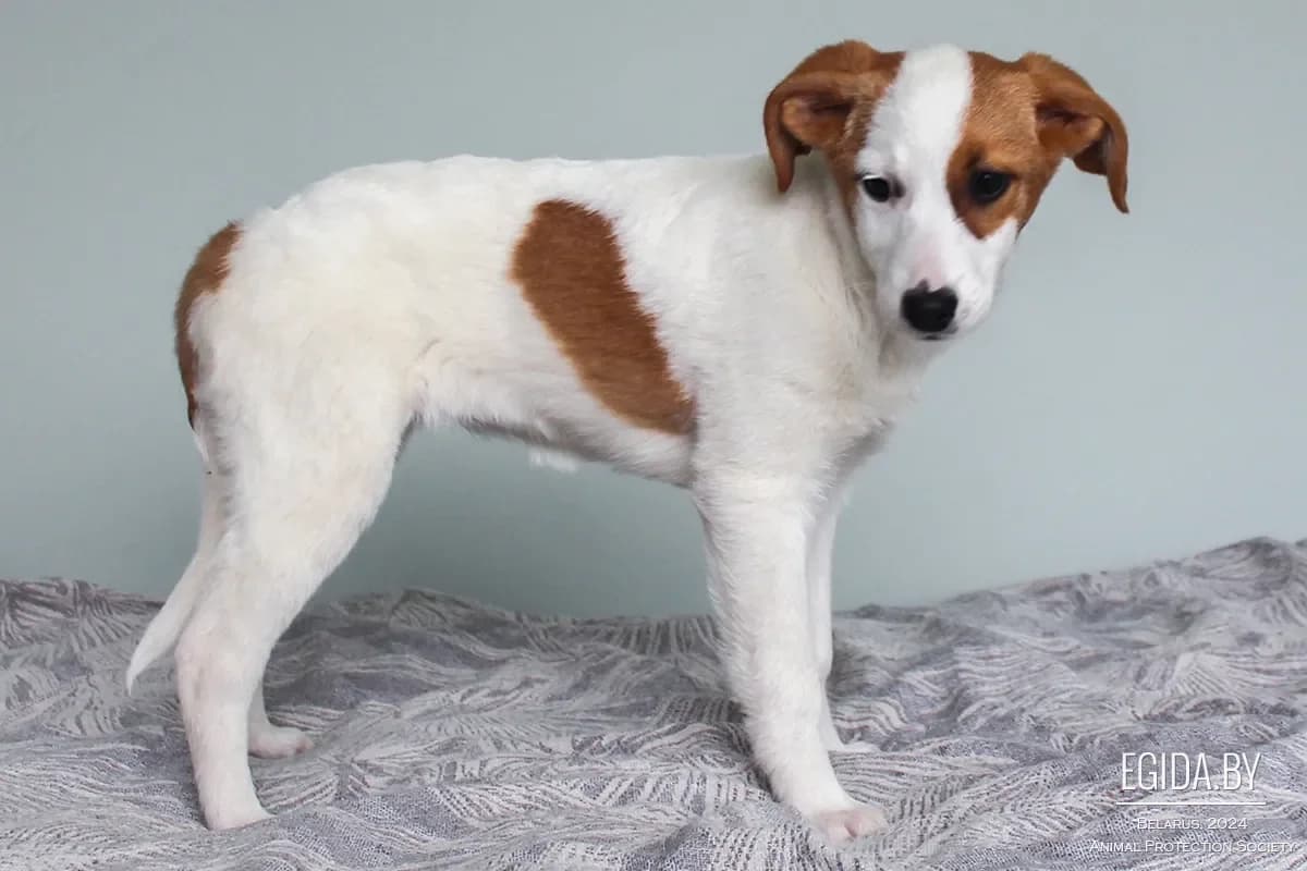 Nelli (Нелли), female 4yo Mixed Breed for adoption at Egida Animal Shelter (Belarus), Minsk