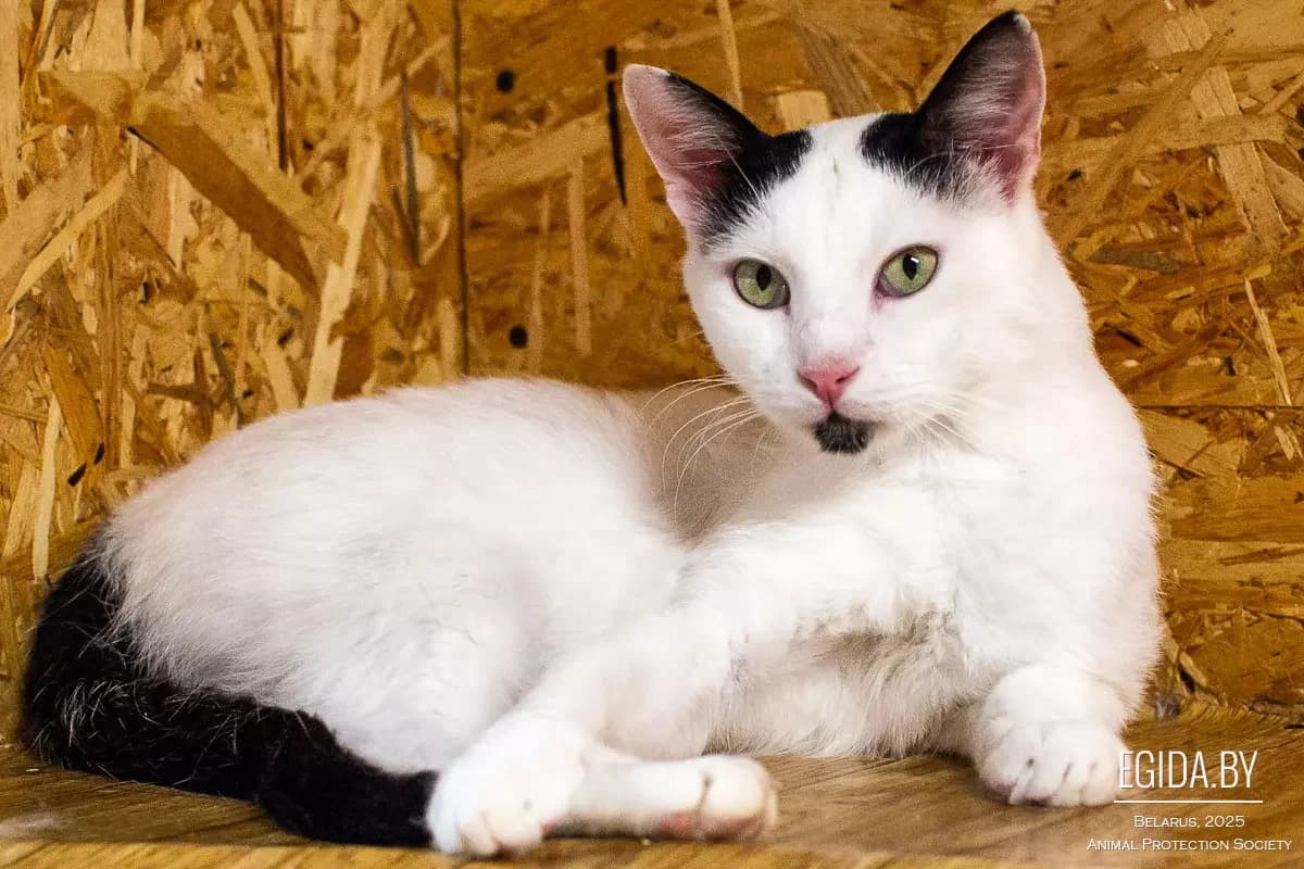 Belyash (Беляш), male young Mixed Breed for adoption at Egida Animal Shelter (Belarus), Minsk