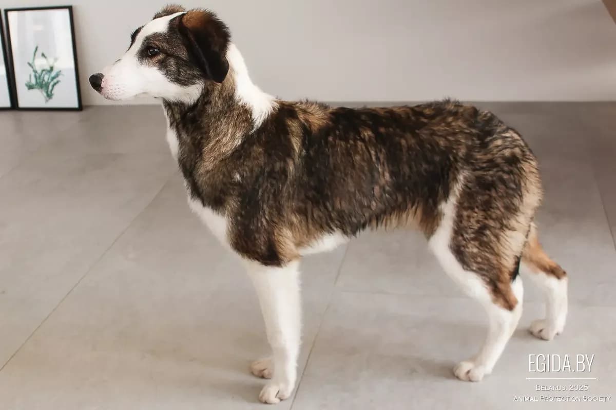 Vernyy (Верный), male 6yo Mixed Breed for adoption at Egida Animal Shelter (Belarus), Minsk
