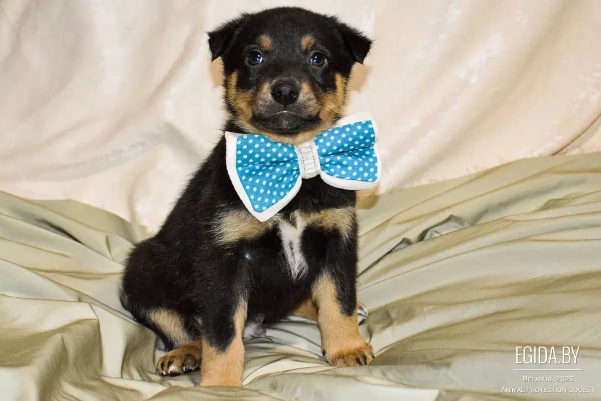 Shtenki-malchiki (Щенки-мальчики), male young Mixed Breed for adoption at Egida Animal Shelter (Belarus), Minsk