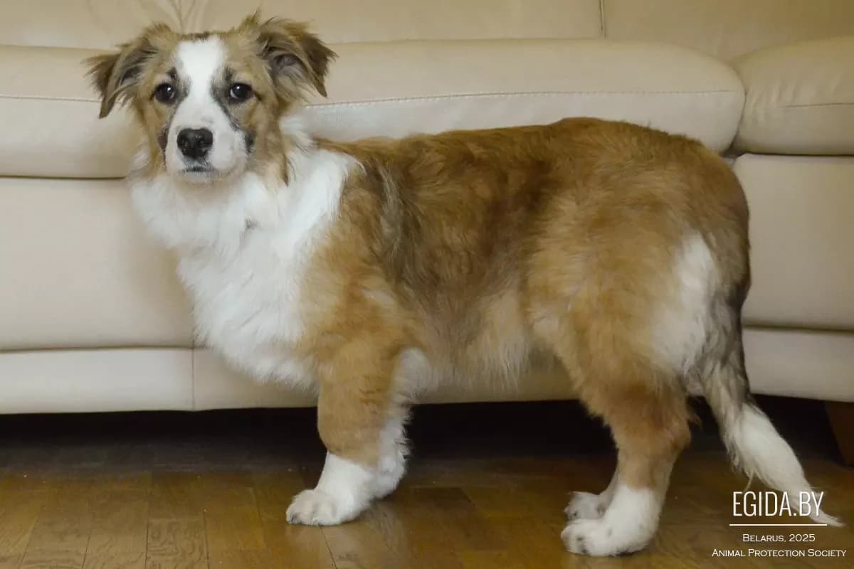 Ponochka (Поночка), female 6yo Mixed Breed for adoption at Egida Animal Shelter (Belarus), Minsk