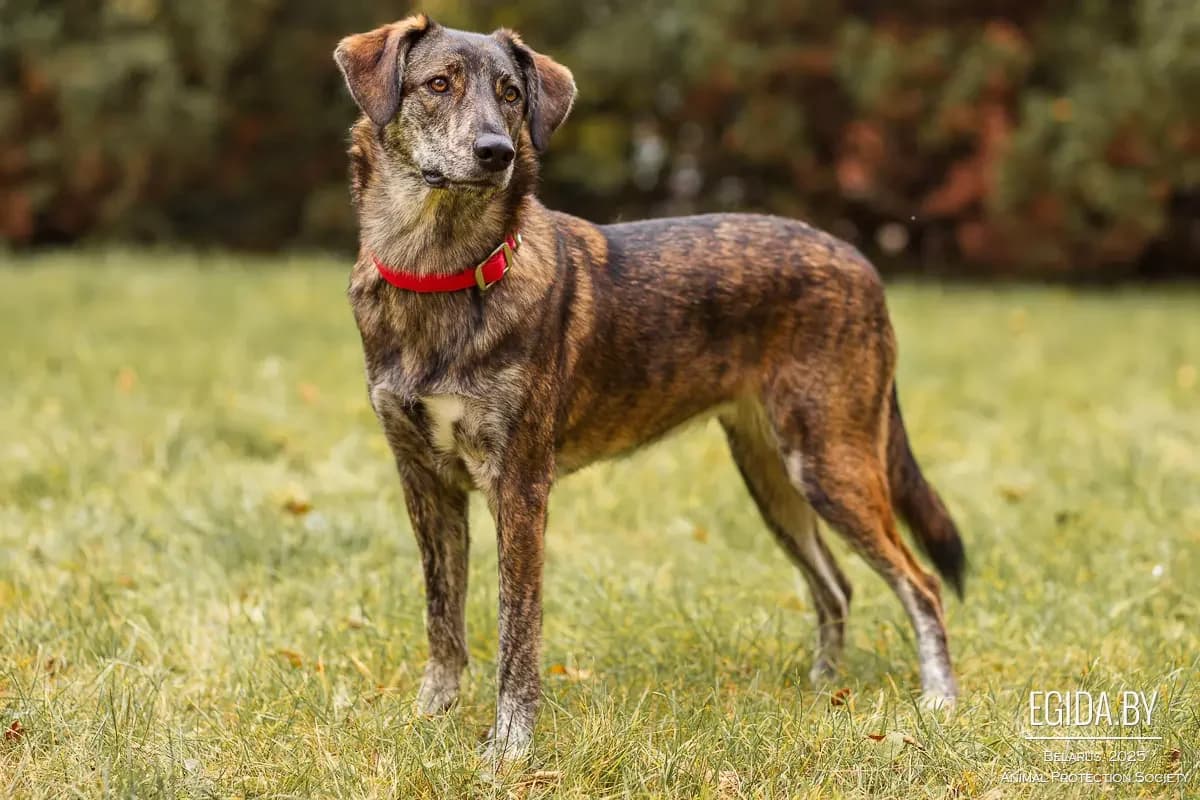 Sabi (Саби), female young Mixed Breed for adoption at Egida Animal Shelter (Belarus), Minsk