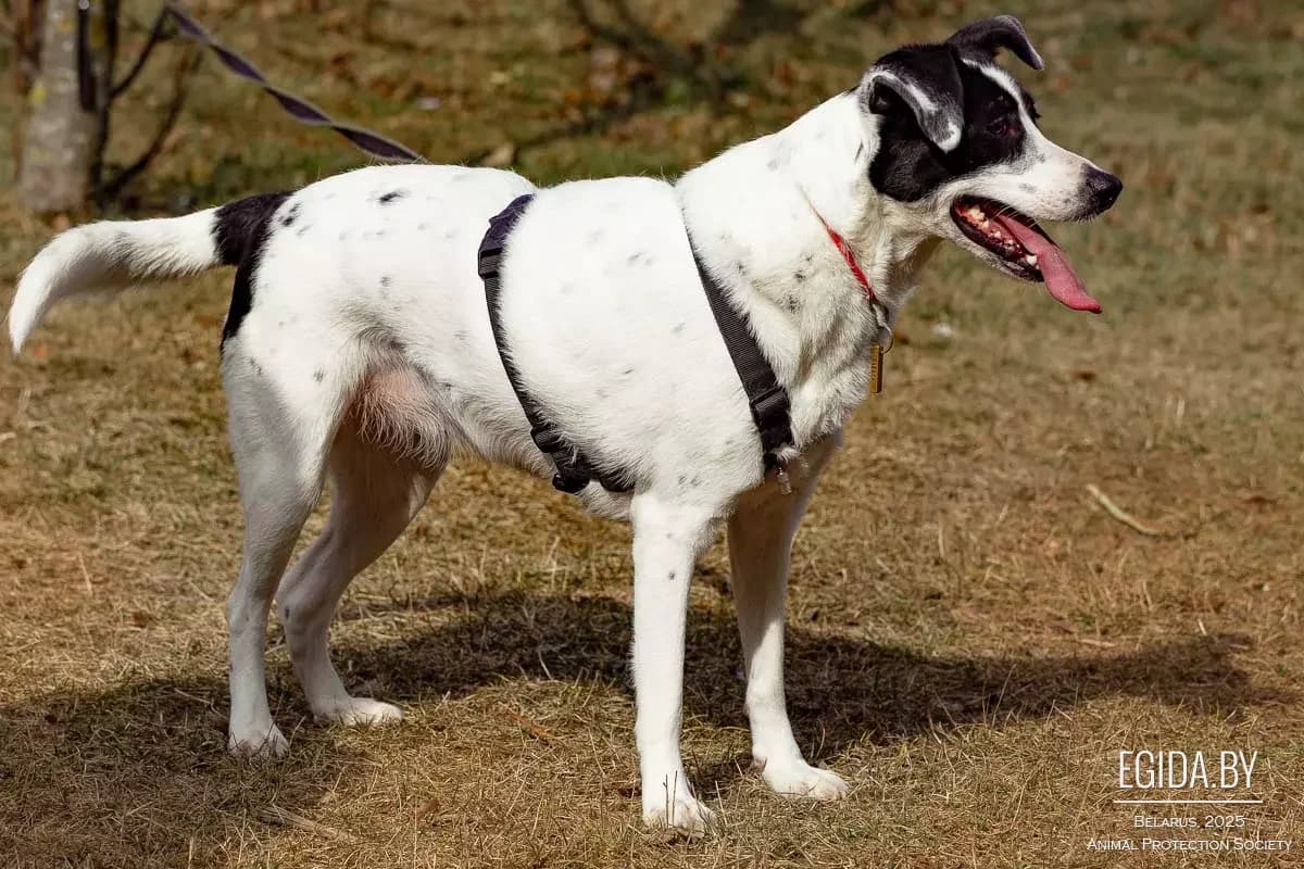 Shakira (Шакира), female young Mixed Breed for adoption at Egida Animal Shelter (Belarus), Minsk