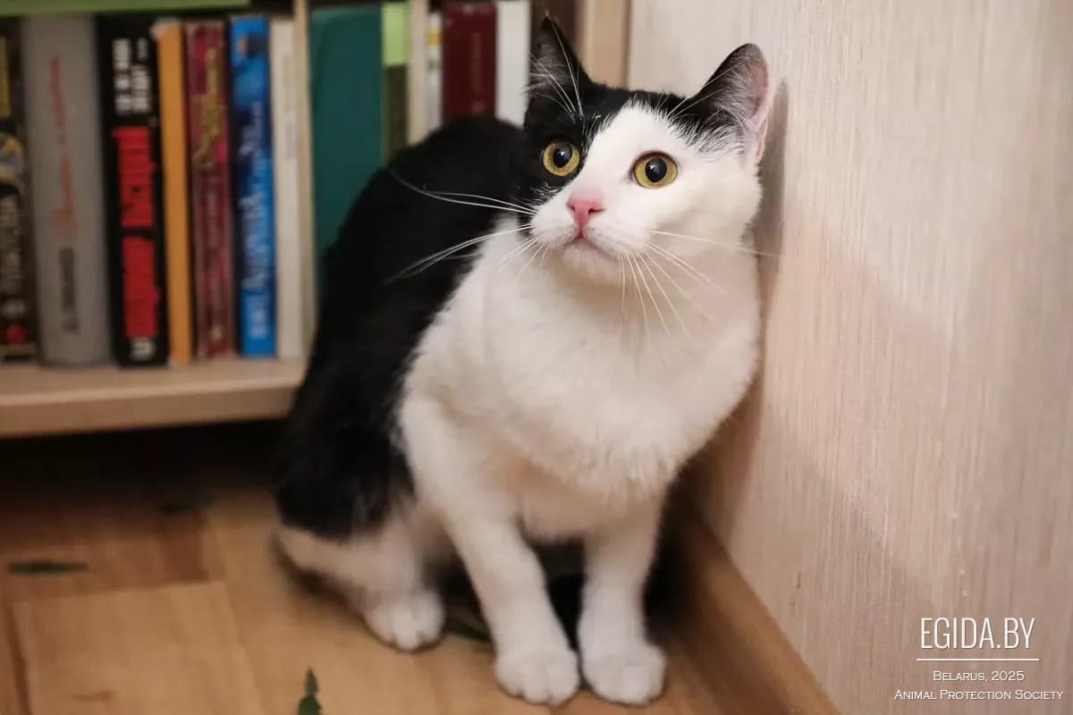 Kaissa (Каисса), female senior Mixed Breed for adoption at Egida Animal Shelter (Belarus), Minsk