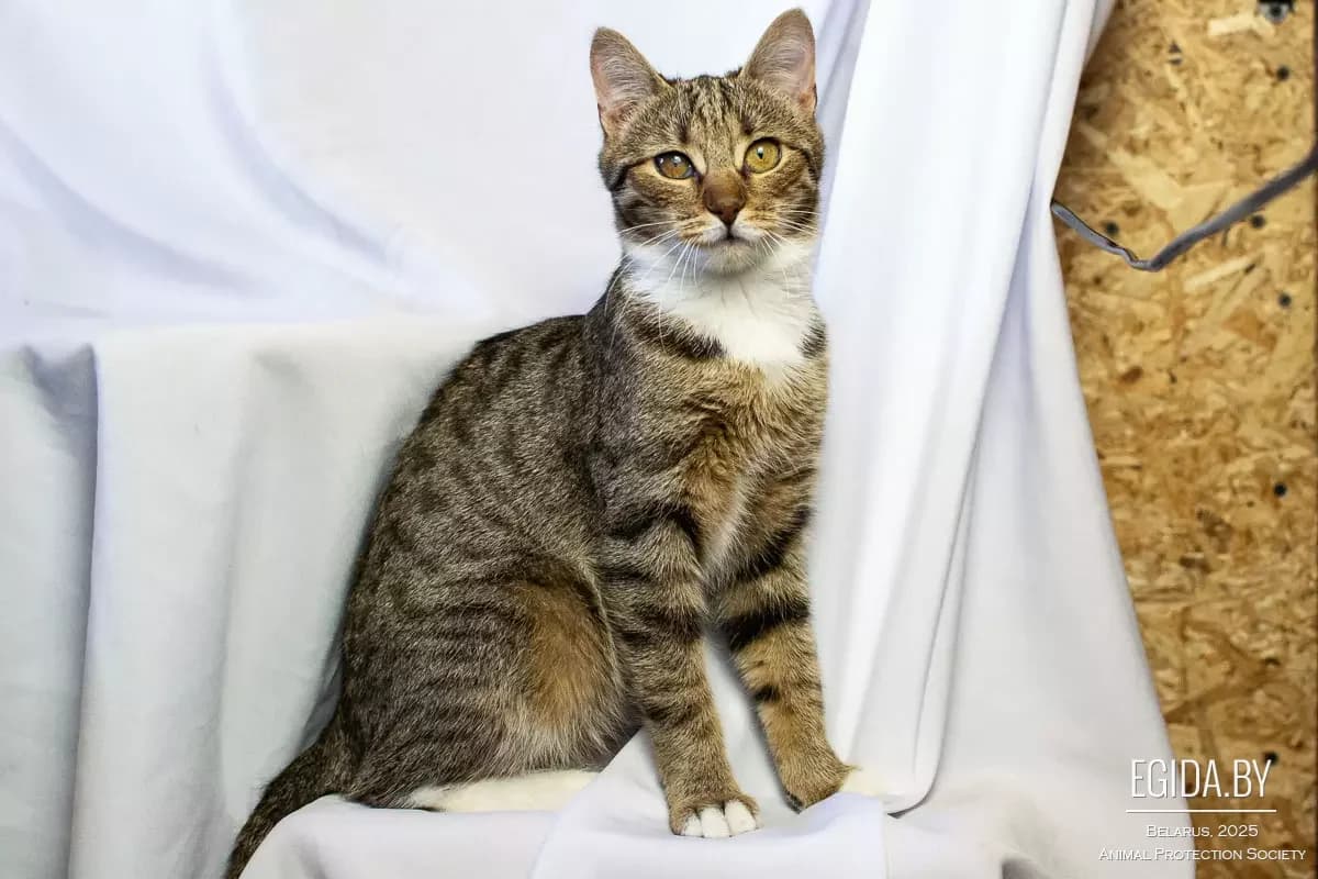 Polechka (Полечка), female 7yo Mixed Breed for adoption at Egida Animal Shelter (Belarus), Minsk