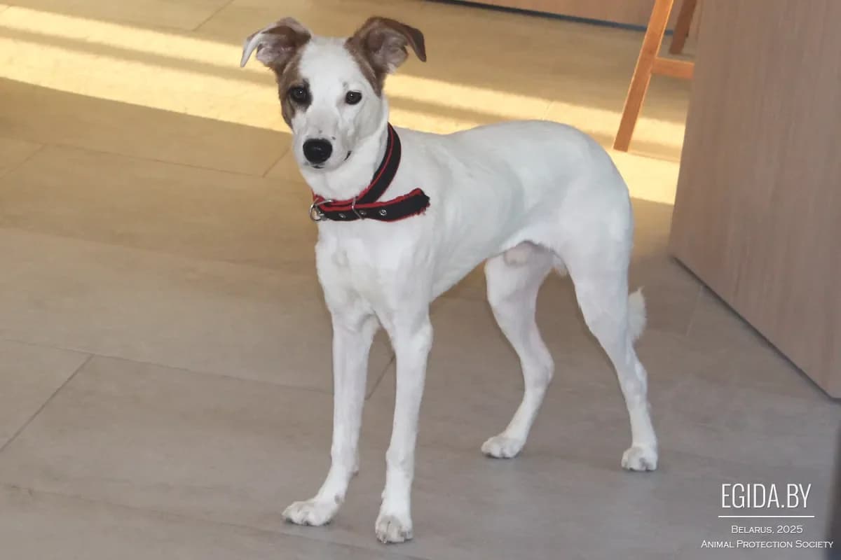 Ronni (Ронни), male senior Mixed Breed for adoption at Egida Animal Shelter (Belarus), Minsk