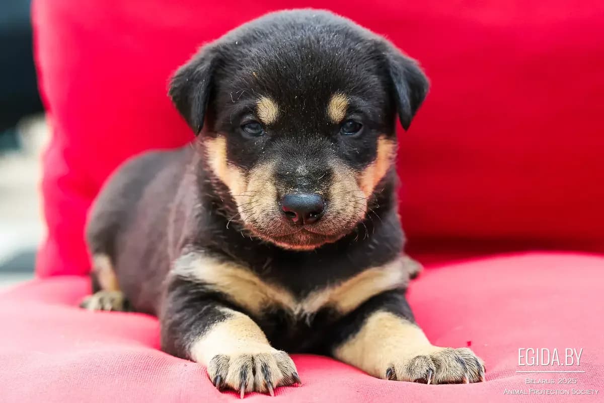 Malenkie shtenochki (Маленькие щеночки), female young Mixed Breed for adoption at Egida Animal Shelter (Belarus), Minsk